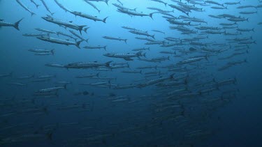 School of Barracuda swimming by