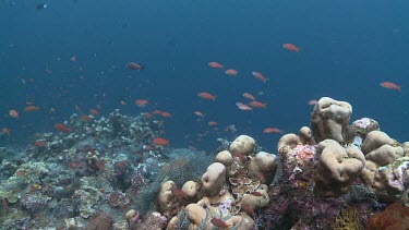 Whitetip Reef Shark and a school of colourful Reef Fish