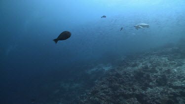 Green Sea Turtle and a large school of Jackfish swimming by