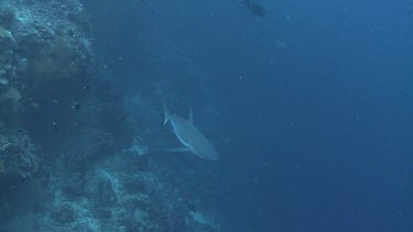 Grey Reef Shark swimming along the edge of a coral reef
