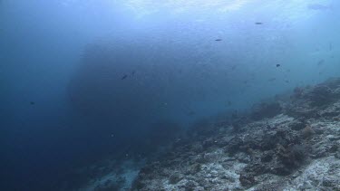 Whitetip Reef Shark and large school of Jackfish swimming over a coral reef