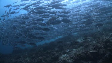 Massive, dense school of Jackfish swimming by