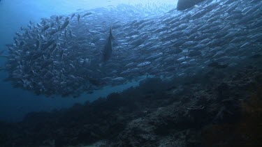 Massive, dense school of Jackfish swimming by