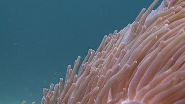 Sea Anemone tentacles swaying in the current