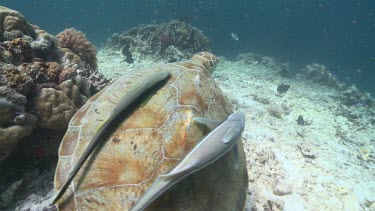 Green Sea Turtle swimming on a coral reef with two Remoras attached