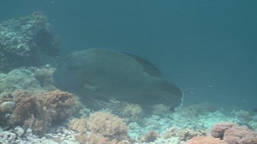 Humphead Wrasse swimming over a coral reef among various fish