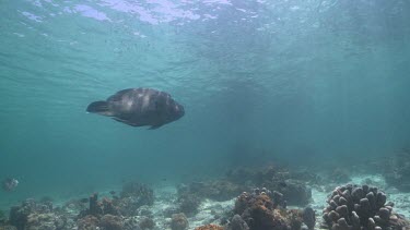Humphead Wrasse swimming over a coral reef