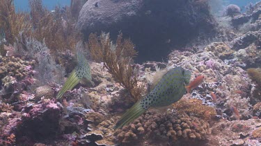 Pair of Scrawled Filefish swimming together over a coral reef