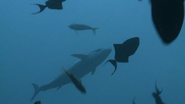 Silhouetted Tuna swimming by smaller fish