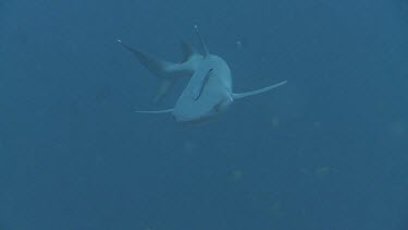 Whitetip Reef Shark swimming with Remora on its head