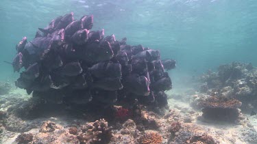 Large school of Humphead Wrasse swimming over the sandy bottom