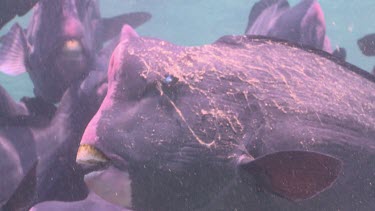 Close up of a large school of Humphead Wrasse