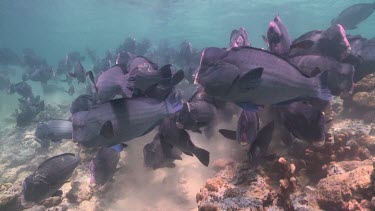 Large school of Humphead Wrasse swimming over the sandy bottom