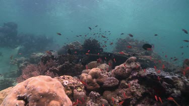 Large school of Humphead Wrasse swimming over the sandy bottom