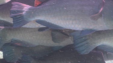 Close up of a large school of Humphead Wrasse