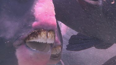 Close up of a Humphead Wrasse's beak-like mouth