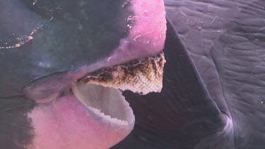 Close up of a Humphead Wrasse's beak-like mouth