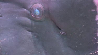 Close up of a Humphead Wrasse eye