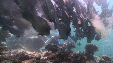 Close up of a large school of Humphead Wrasse swimming over the sandy bottom