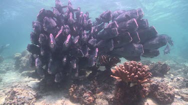 Large school of Humphead Wrasse swimming over the sandy bottom