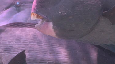 Close up of a Humphead Wrasse's beak-like mouth