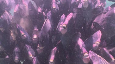 Close up of large school of Humphead Wrasse swimming over the sandy bottom