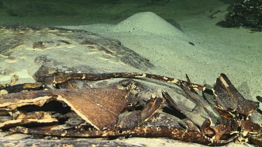 Turtle skeleton and graveyard in an underwater cave