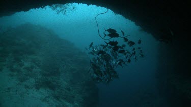 School of fish silhouetted outside an underwater cave