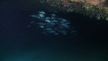 School of Bigeye Trevally silhouetted outside an underwater cave