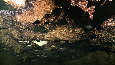 Turtle skeleton and graveyard in an underwater cave
