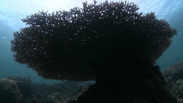 Silhouetted Staghorn Coral