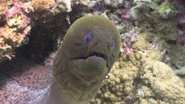 Moray Eel poking its head out of its hole