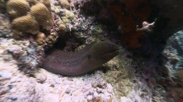 Moray Eel poking its head out of its hole