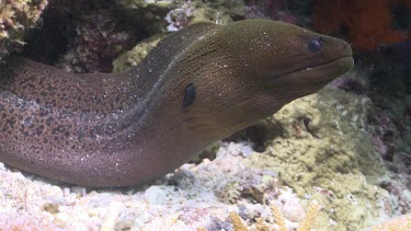 Cleaner Wrasse cleaning the gills of a Moray Eel