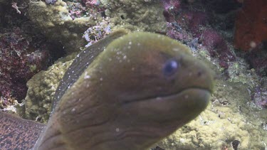 Cleaner Wrasse cleaning the gills of a Moray Eel