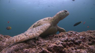 Pair of Green Sea Turtles on a coral reef