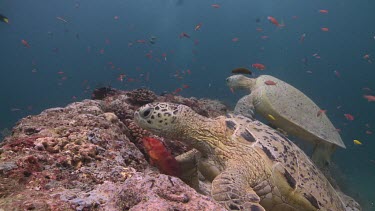 Close up of two Green Sea Turtles resting on a coral reef