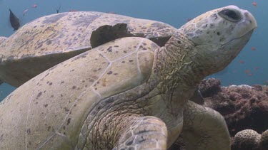 Close up of Three Green Sea Turtles jostling for position on a coral reef