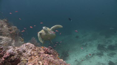Three Green Sea Turtles jostling for position on a coral reef