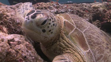 Lined Bristletooth cleaning a Green Sea Turtle's shell