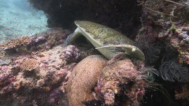 Green Sea Turtle sleeping wedged in a crevice