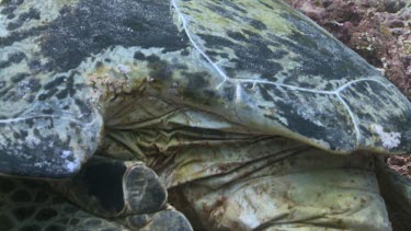 Green Sea Turtle with a shark-bitten shell