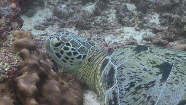 Green Sea Turtle with a shark-bitten shell