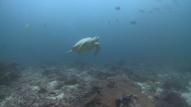 Green Sea Turtle swimming underwater