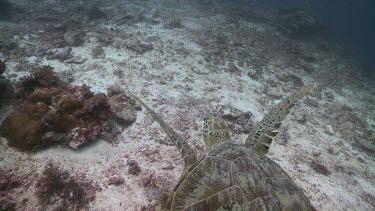 Green Sea Turtle swimming along the ocean floor