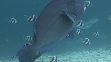 Bluestreak Cleaner Wrasse cleaning Humphead Wrasse