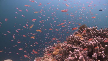 Colourful school of Threadfin Anthias, Redfin Anthias, Scalefin Anthias and Reef Fish