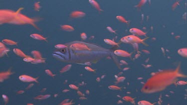 Colourful school of Threadfin Anthias, Redfin Anthias, and Smalltooth Jobfish