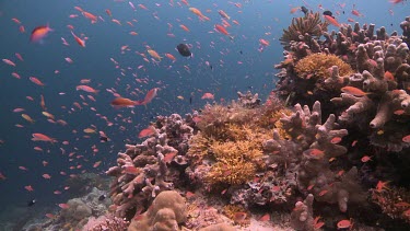 Threadfin Anthias, Redfin Anthias, Scalefin Anthias and Pinktail Triggerfish on a reef