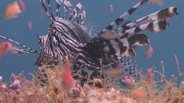 Lionfish or Butterfly Cod swimming with other fish